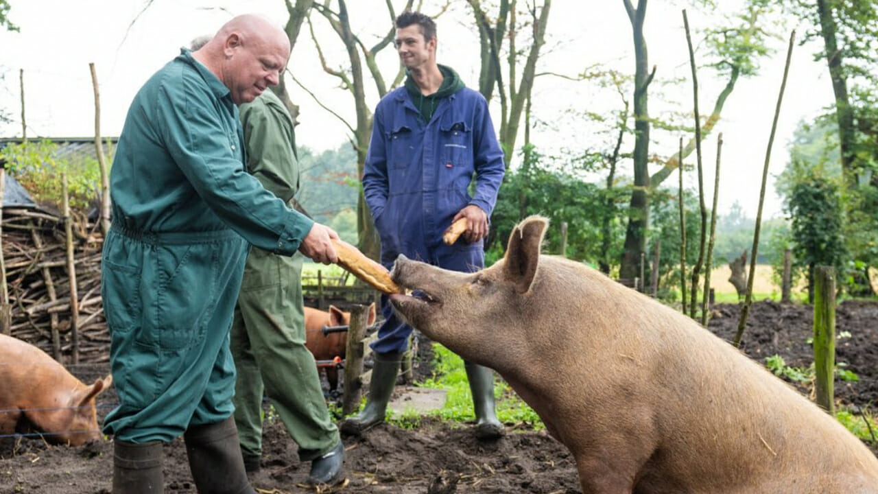 ‘Wedden dat Talpa Peter Gillis half november van de buis haalt?’