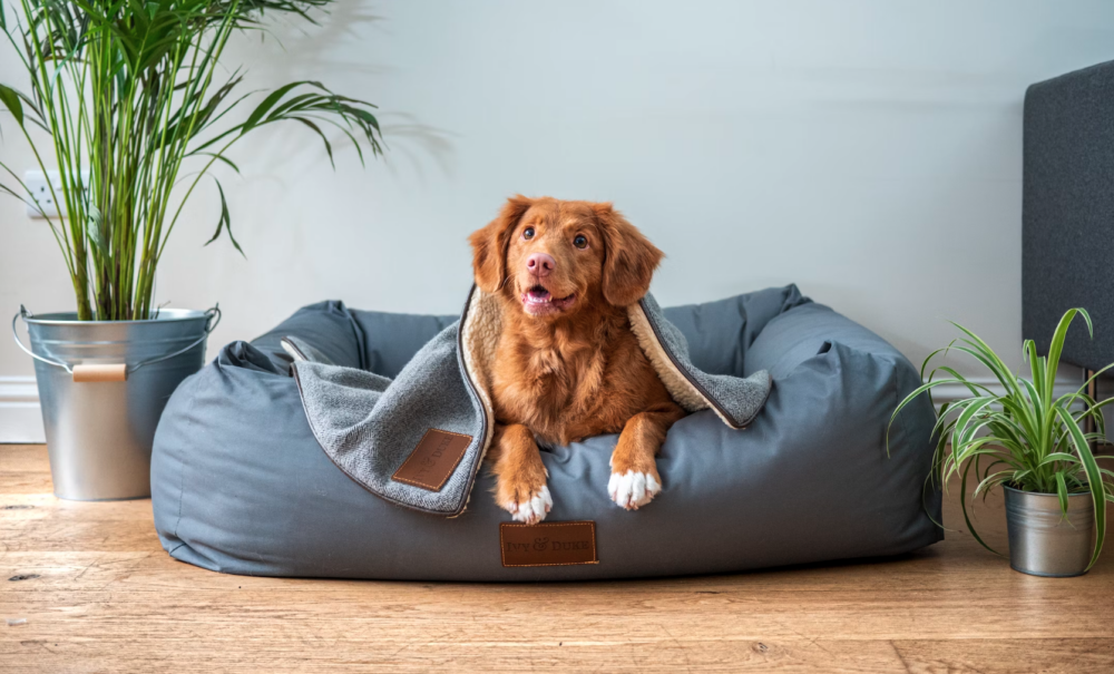 De leukste roddels uit de huisdierenwereld